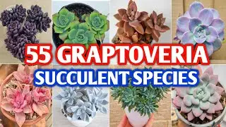 55 Graptoveria Species | Graptoveria Succulent Varieties with Identification | Plant and Planting