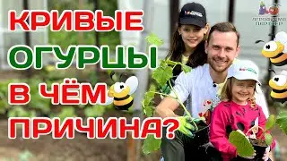 Нельзя высаживать рядом пчелоопыляемые и партенокарпические огурцы! Так ли это на самом деле?