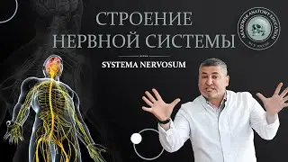 Общие принципы строения нервной системы. Спинной мозг