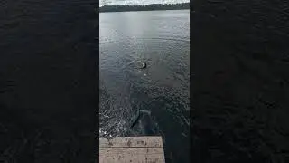 скинул в воду в одежде вместе со стулом неожиданно подсёк 🤬