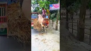 kandapara gorur haat tiktok video