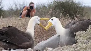 Wave Albatross mating dance