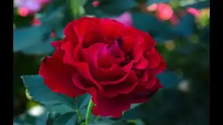 Из каких питомников я выписываю розы. Ответы на вопросы.