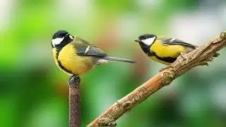 Relaxing Bird Sounds - Magnificent Birds | Stunning Nature | Stress Relief - Forest Bird Sounds