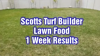 Scotts Turf Builder Lawn Food - Lightly Watering In & Then Watering Daily - 1 Week Results