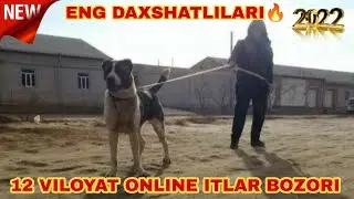Online Itlar bozori 2022 | Итлар бозор Узбекистан 🇺🇿🐕‍🦺