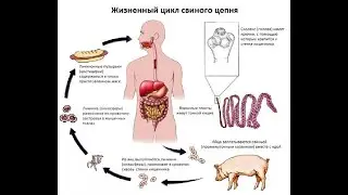 Почему мусульмане не едят свинину