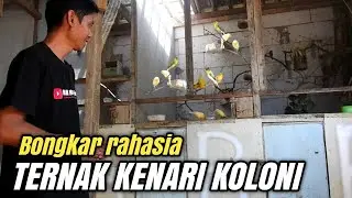 Tips JITU Cara Ternak KENARI Sistem KOLONI Hasilnya bisa 2x lipat‼️