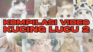 HEWAN PALING LUCU DAN GEMAS - KUCING LUCU DAN GEMAS