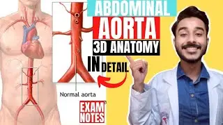 abdominal aorta anatomy 3d | abdominal aorta course anatomy | abdominal aorta branches anatomy