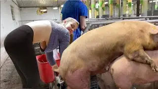 How a Man Help to Impregnates a pigs on our Farm #withme  Pig Farm