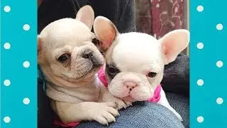 CUTE Puppies Always Make You Smile #2 ♥ Cute Dogs