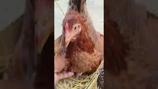 2 hen amazing harvesting eggs #shorts