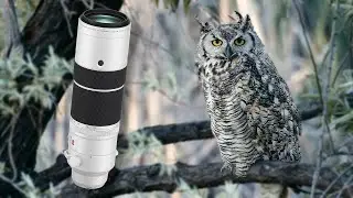 Beginner Bird & Wildlife Photographer Tips & Tricks I've Learned ft. Fujinon 150-600mm Zoom Len