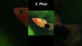 Top 10 Tank Mates for Guppies!