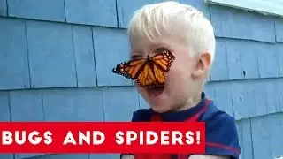 Funniest Insects and Spiders of 2017 | Funny Pet Videos