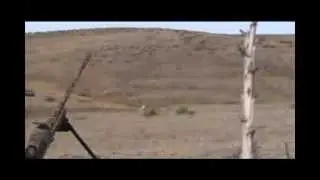 Чучело на хищника MOJO Critter