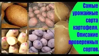 Самые урожайные сорта картофеля. Описание проверенных сортов.