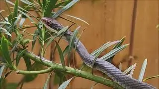Black Racer, Up Close and Not Shy!