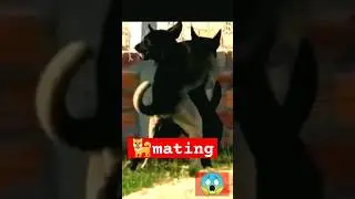 Dog mating🐕🔥