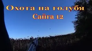 Охота на голубя. Охота на подсолнухе.#CтепнаяТропа#охота