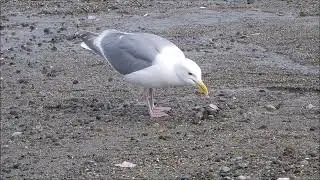 Seagull dropped clam, in flight, then ate, June 15, 2023