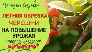 Обрезка черешни летом | Летняя обрезка черешни | Когда обрезать черешню?