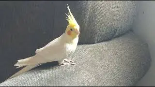 Is he a bird or a bunny?