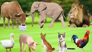 Cute Animal Sounds: Duckling, Dog, Kitten, Cow, Buffalo, Squirrel, Sheep - Animal Moments