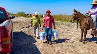 COMO HACER UN QUESO DELICIOSO ¡¡ASADERAS O PANELAS !! || RUTA LA NUEVE