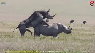 Bersetubuh Seperti Badak Sumbu | Rare Rhinos Mating | Apareamiento de Rinoceronte | राइनो संभोग