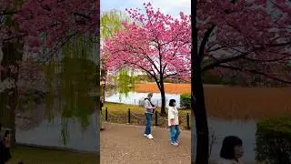 Natural Beauty of Japan #japan #cherryblossom #river #lake #temple #titanicmusic #travel #shorts