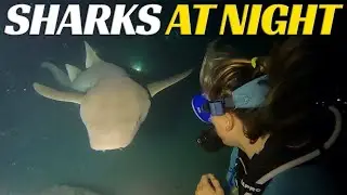 Scuba Diving At NIGHT With SHARKS In Maldives - Ep 84