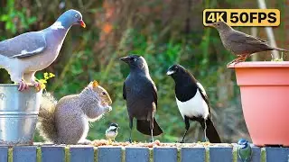 🔴 Cat TV 24/7 😺 Garden Birds & Squirrels for Cats to Watch 🐿 Bird Videos for Cats & Dogs