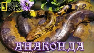 Анаконда - тихий убийца.Дикие животные. 