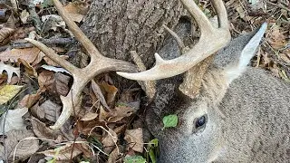 300 Winchester Mag blood trail- TEN POINT BUCK- massive rub on trail- Full Moon shot at dawn on foot