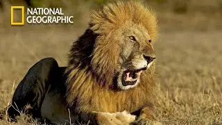 Fight Together for Survival - Lion Pride Documentary - National Geographic Documentary 2023