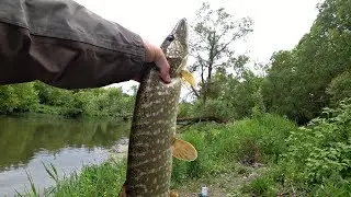 ЭТА ХИТРОСТЬ ПОМОЖЕТ ЛЮБОМУ ПОЙМАТЬ ЩУКУ И СУДАКА! Рыбалка на спиннинг.