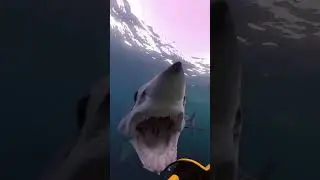 Shark attacks submersible #sharks #shorts #fish