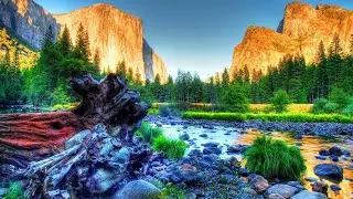 Звуки Природы Nature Sound, Пение птиц / Природа 4K