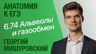 6.74. Строение и функции альвеол | Ацинус | Анатомия к ЕГЭ | Георгий Мишуровский