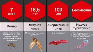 Сравнение: Продолжительность жизни животных