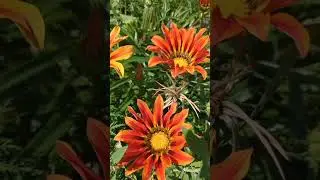 солнышка для настроения