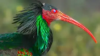 10 Most Beautiful Ibis Species in the World