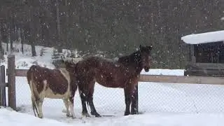 Корова хочет лошадь