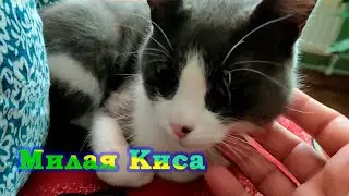 Мурлыканье кота | Релакс | Милая киса | Акула и Друзья | Shark & Friends