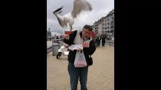 Seagulls Attack and its Hilarious!!!