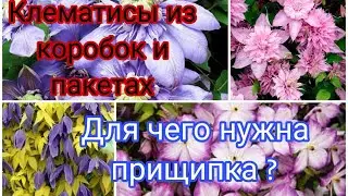 КЛЕМАТИСЫ ИЗ КОРОБОК И ПАКЕТАХ. ДЛЯ ЧЕГО НУЖНА ПРИЩИПКА КЛЕМАТИСУ??? Новосибирск.