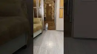 кот Семён 