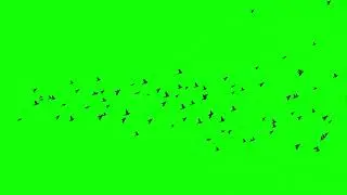 birds flying over green screen